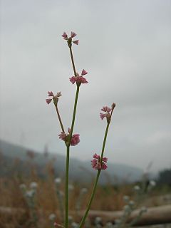 <i>Eriogonum davidsonii</i> Species of wild buckwheat