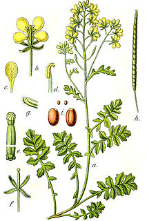 <i>Erucastrum</i> Genus of flowering plants