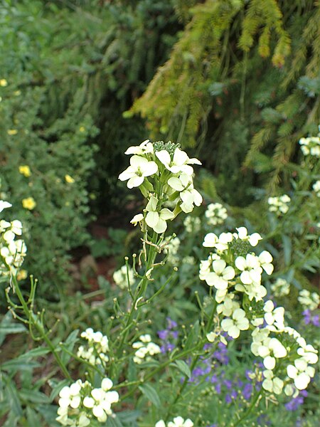 File:Erysimum witmannii kz03.jpg