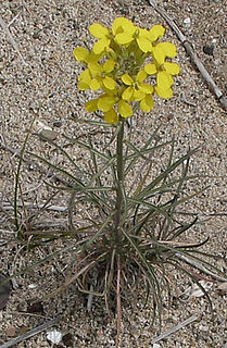 <i>Erysimum insulare</i> Species of flowering plant