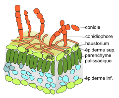 Erysiphe necator miselyum.svg