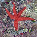 * Nomination Mediterranean red sea star (Echinaster sepositus), Cabo de Palos, Spain --Poco a poco 08:52, 9 June 2023 (UTC) * Promotion  Support Good quality. --JoachimKohler-HB 10:46, 9 June 2023 (UTC)