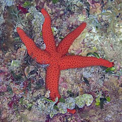 File:Estrella roja del Mediterráneo (Echinaster sepositus), Cabo de Palos, España, 2022-07-17, DD 20.jpg (Category:Echinaster sepositus)
