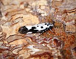 Lungörtssorgmal, Ethmia quadrillella. Imago