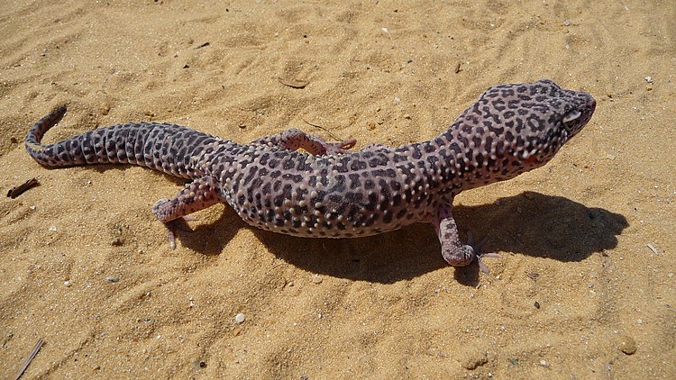 Пятнистый леопардовый эублефар, леопардовый геккон (Eublepharis macularius)