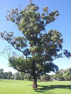 Eucalyptus robusta