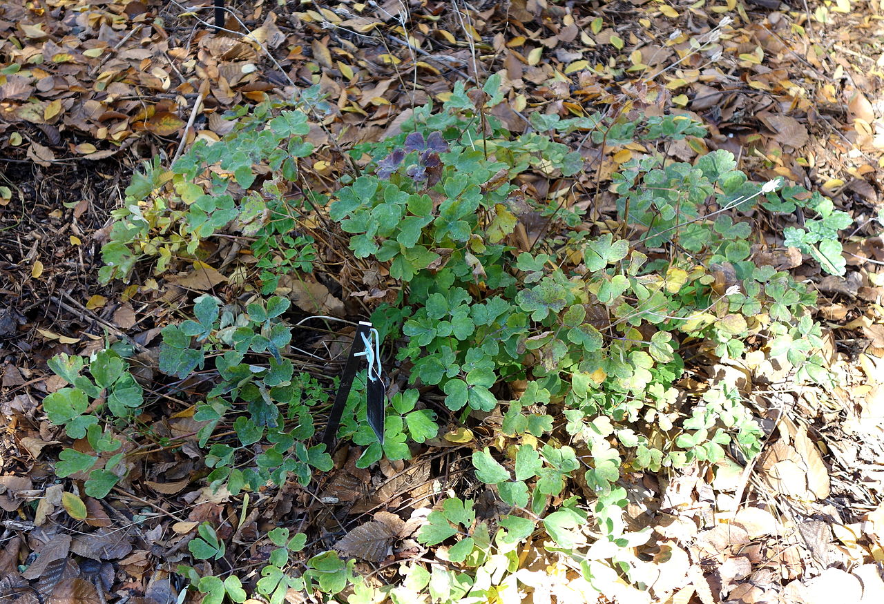 File Eupatorium Cannabinum Eupatorium Heterophyllum Quarryhill