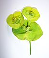 euphorbes - Euphorbia - Euphorbiaceae