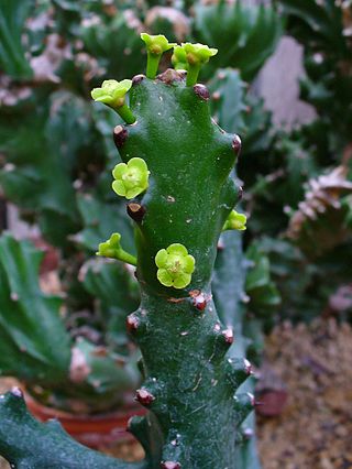 <i>Euphorbia mayurnathanii</i> Species of flowering plant