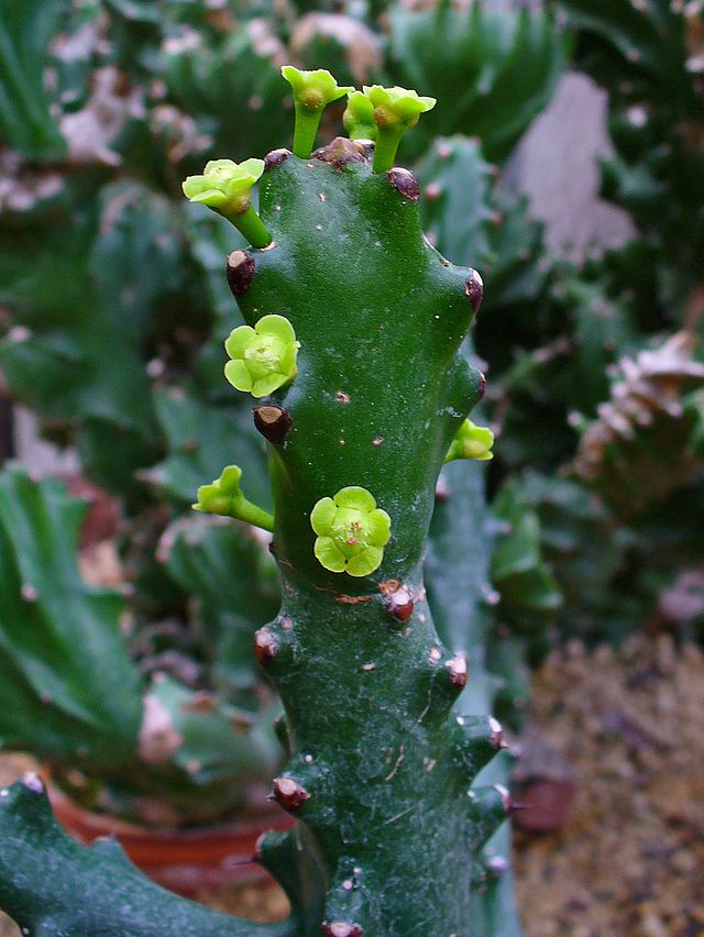 Description de l'image Euphorbia mayurnathanii 001.JPG.