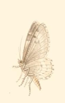 Eupithecia gueneata1.JPG