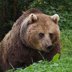European Brown Bear.jpg