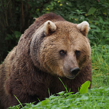 European Brown Bear, Ursus arctos arctos, at Whipsnade Zoo