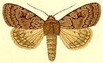 Coenophila subrosea – Specimen