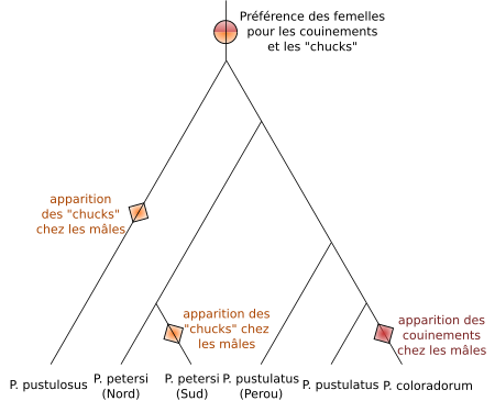 Tập_tin:Evolution_of_songs_and_female_preference_of_Physalaemus.svg