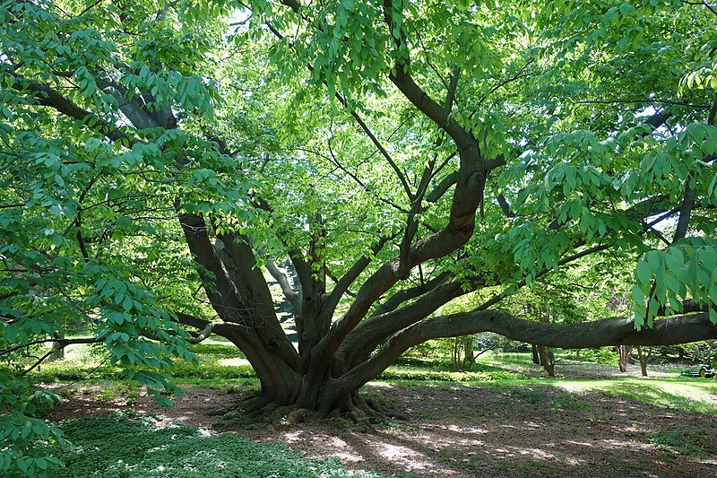 File:Fagus engleriana - Morris Arboretum - DSC00475.JPG