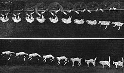 «Падающая кошка» — 19 последовательных кадров, демонстрирующих умение кошки приземляться на четыре лапы с переворотом в воздухе на 180°. Работа Маре опубликована в 1894 году в журнале Nature.