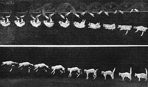 Falling cat 1894