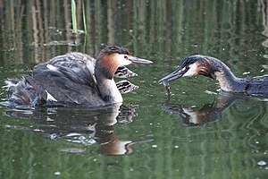 Haubentaucher: Beschreibung, Verbreitung, Lebensraum