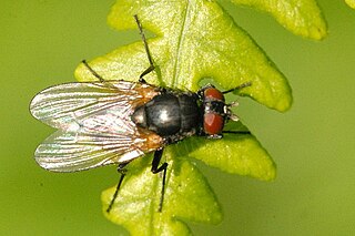 <i>Fannia carbonaria</i> Species of fly