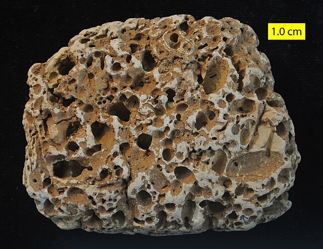 Numerous borings in a Cretaceous cobble from Faringdon. These are examples of fossil bioerosion.