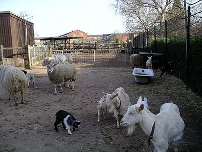 Animals in April at Coventry City Farm