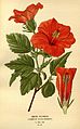 Favourite flowers of garden and greenhouse (Pl. 49) (7789088308).jpg