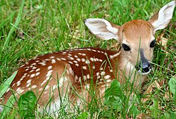 Fawn-in-grass.jpg