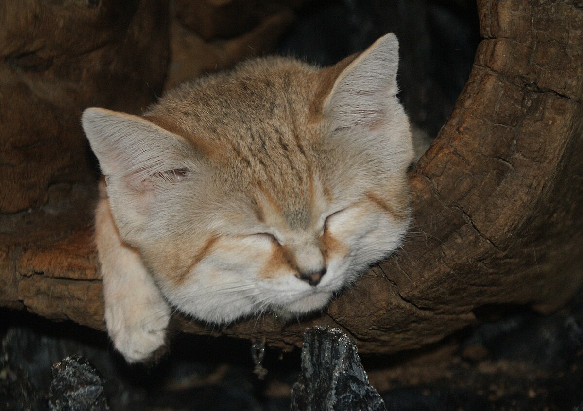 Спящий барханный кот