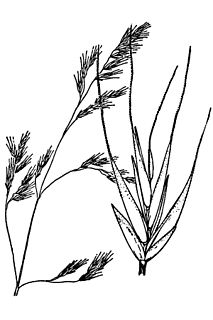 <i>Festuca occidentalis</i>