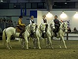 Cavallo del Delta (Italian Camargue Horses), photographed at Fieracavalli, Verona, Italy, on 9 November 2014.