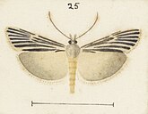 Illustration of male Fig 25 MA I437906 TePapa Plate-XLV-The-butterflies full (cropped).jpg