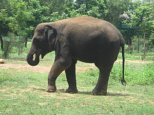 Слон: Етимологія, Загальні відомості, Еволюція та систематика