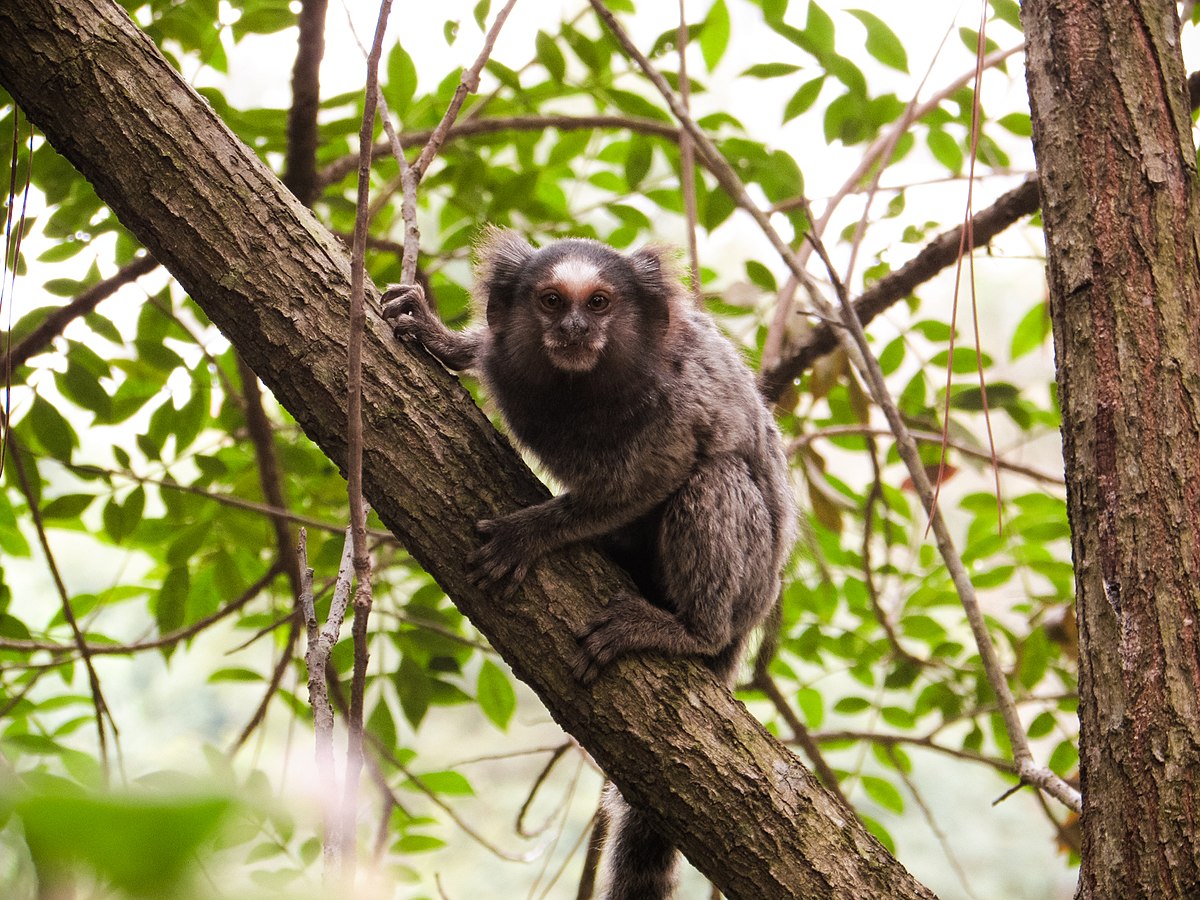 File:Macaco Sagui posando para foto na trilha.jpg - Wikimedia Commons