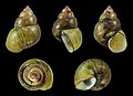 * Nomination Shell of an Indonesian frashwater snail, Filopaludina javanica --Llez 04:51, 19 April 2020 (UTC) * Promotion  Support Good quality. --XRay 04:52, 19 April 2020 (UTC)
