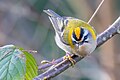 * Nomination A male common firecrest (Regulus ignicapilla). --Alexis Lours 17:00, 28 January 2024 (UTC) * Promotion  Support Good quality. --JoachimKohler-HB 05:08, 29 January 2024 (UTC)