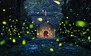 Fireflies_at_Linggu_Temple%2C_20160627.jpg