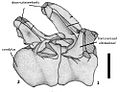 Vertebrae from the paratype First and second caudal vertebrae of Epachthosaurus sciuttoi (UNPSJB-PV 920). Lower Member of Bajo Barreal-Formation, Early Late Cretaceous, Provincia de Chubut, Argentina.jpg