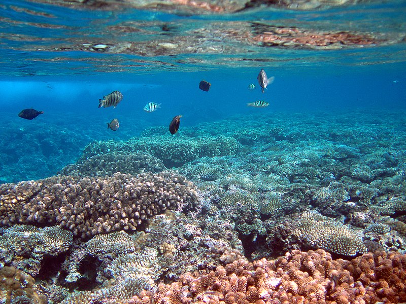 File:Fish and coral in Tumon Bay Marine Preserve, Guam.jpg