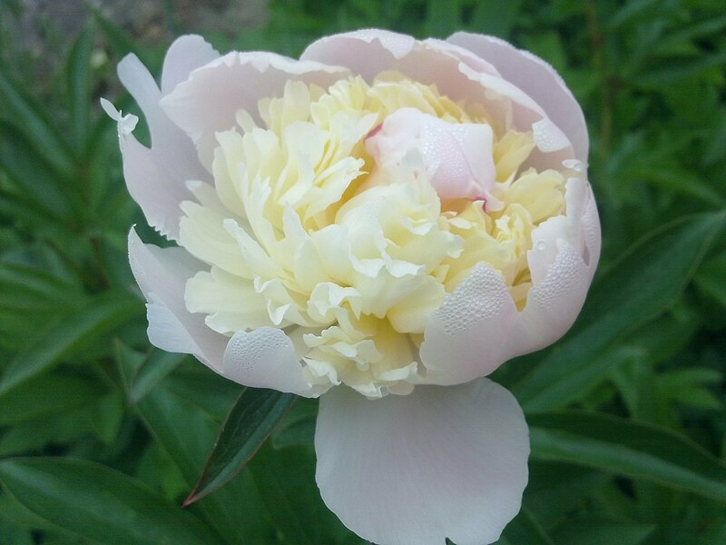 File:Fleur de pivoine à Grez-Doiceau 001.jpg