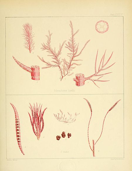 Plate LXXIV; Made up of two smaller images of various species of algae. Fig I: Polysyphonia lyallii Hook. fil. et Harv.; Fig II: Polysyphonia rudis Hook. fil. et Harv.; W.H.H., & W.F. del; Printed by Reeve Brothers