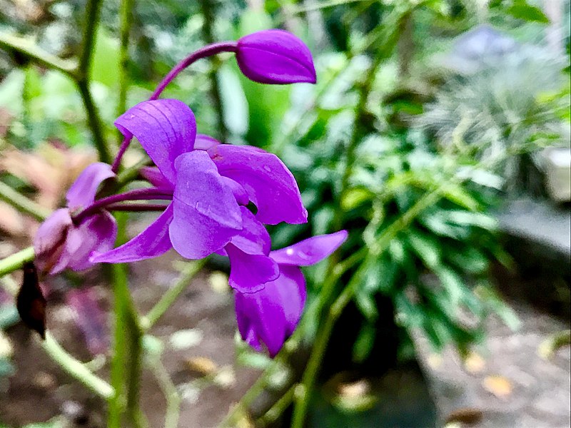 File:Flora at Laurie Baker Workshop 5.jpg