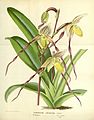 Paphiopedilum philippinense var. philippinense (as syn. Cypripedium laevigatum) page 83 in: Louis van Houtte: Flore des serres et des jardins de l’Europe (Orchidaceae), vol. 17, (1867 - 1868)