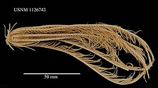 Florometra asperrima