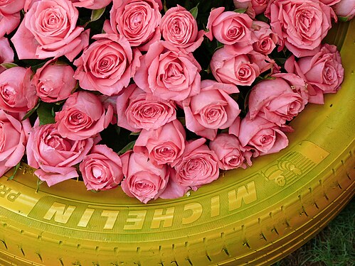 A truck tire painted yellow filled with pink roses