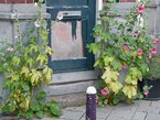 Flowering hollyhocks growing in front of an old house facade, on both sides of the paintless wooden outside door in Summertime; free photo of Amsterdam old city by Fons Heijnsbroek, Summer 2009