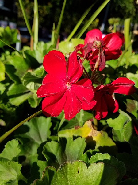 File:Flowers of 2019 (48125271157).jpg