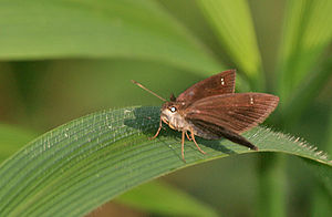 Forest Hopper (Arnetta mercara) I IMG 0161.jpg