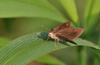 <i>Astictopterus jama</i> Species of butterfly