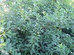 leaves (Forsythia viridissima)